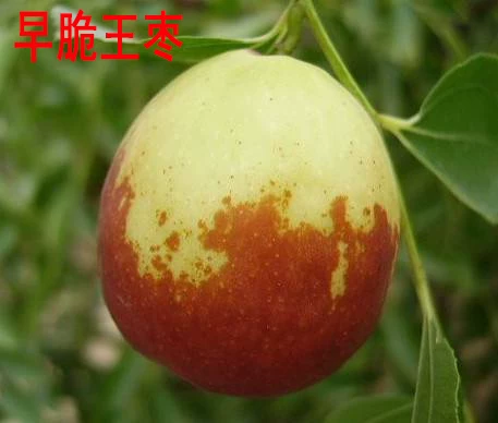 [Jujube tree live seedling grafted seedling with fruit in year huge Jin-si green jujube planted in courtyard for north south winter jujube seedling]