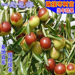 [Jujube tree live seedling grafted seedling with fruit in year huge Jin-si green jujube planted in courtyard for north south winter jujube seedling]