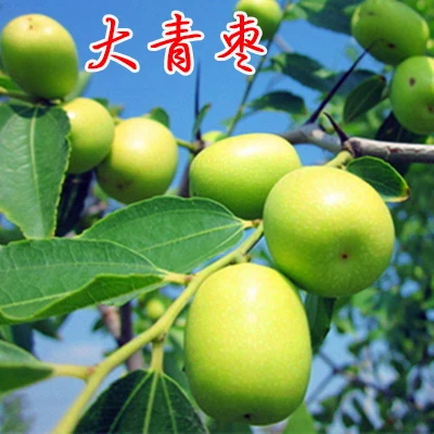 [Jujube tree live seedling grafted seedling with fruit in year huge Jin-si green jujube planted in courtyard for north south winter jujube seedling]