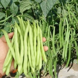 Семена бобов Four Seasons Daquan Raptar дает фермеру Farmer Four Seasons Spring, Salm -Autumn и Winter Entable Seeds Potana