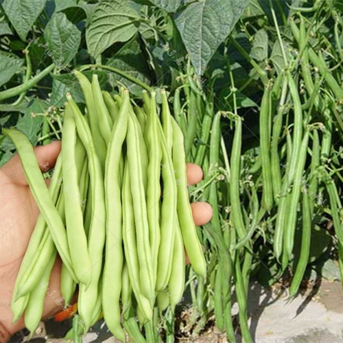 Семена бобов Four Seasons Daquan Raptar дает фермеру Farmer Four Seasons Spring, Salm -Autumn и Winter Entable Seeds Potana