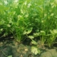 Shandong Old Coriander 5 Catties of Bulk