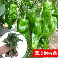 60 тонких саженцев из маринованного перца кожи