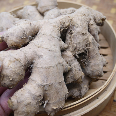 老姜小黄姜生姜农家土姜月子鲜姜老生姜新鲜大姜500g满额包邮