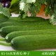 ▲ 83-16 Fruit Cucumber Seeds 40 Испытательных видов