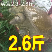 Wabtang Fresh Turtle Live бесплатно публикуйте старые водяные рыбки восьмой подарки подарки Бесплатная доставка, 2,3-2,6 кот