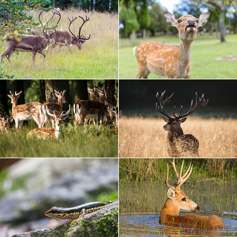 小鹿梅花鹿长颈鹿驯鹿麋鹿角保护动物栖息地摄影高清照片图片素材