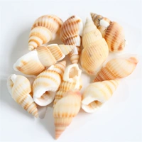 51-3 см из желтой полосы улиток