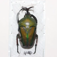 Мужской №10 44мм