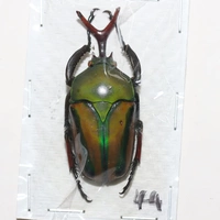 Мужской №9 44мм