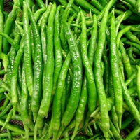 6 перец саженцев