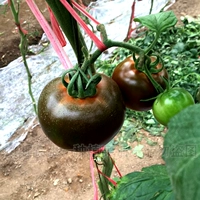 Абрикосовый