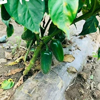 6 -й из саженцев из маринованного перца