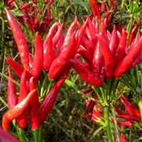 6 саженцев перца