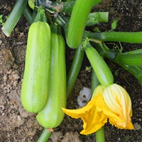 Армейский Зеленый