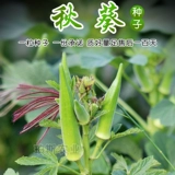 Shouguang Овощ Caliba Желтая бамия Семена желтая бальная балла -балластная балластная балластная балла