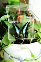 Green Peak Butterfly 7 см