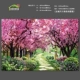 Rose Red 12 вишнево -цветов