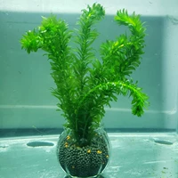 Светло-желтый