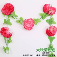 Daqiu Chrysanthemum pink Color (1)