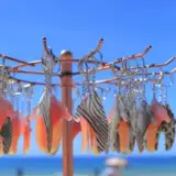 Кольцевые волны без окружающей окружающей памяти хвостовой плавник