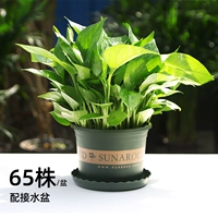 65 -Lubrican Pot Green Dill 1 Pot