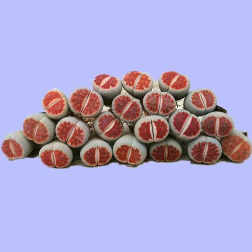 Сочные растения Abricot, каменное цветочное красное окно Яд.