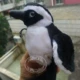 Пингвин № 3 деревянный рукав