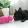 Hài hước la hét lợn nhỏ lợn thú cưng thanh âm đồ chơi mèo và chó cần thiết hàng ngày Pháp bulinois aworlddog - Mèo / Chó Đồ chơi những đồ chơi cho chó	