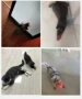 Hài hước mèo bút hồng ngoại vui chó bar mèo chó laser bút vui thú cưng đồ chơi tương tác cung cấp - Mèo / Chó Đồ chơi chuột đồ chơi cho mèo