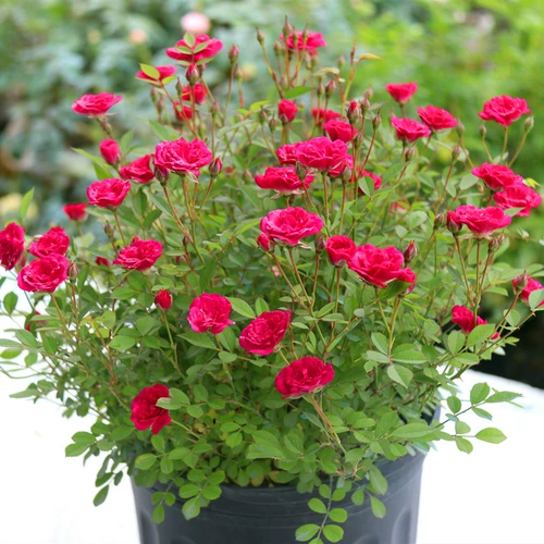 Weiyue Ziyu Petted Petted Flower Miao Balcony Super Micro -Micro -Micro -Microbled Rose Four Seasons Fenghua Duoyang лысый горшок