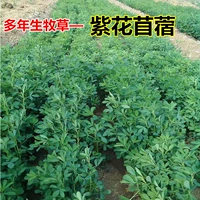 【Фиолетовые цветы и чистые семена】/jin лет