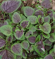 1200 зерна красного амаранта