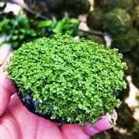 Хаки