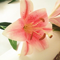 Палка из клейкой лилией (розовая)