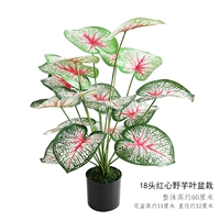 Молочно -белые 18 красного сердца дикий таро в горшках