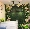 Mô phỏng nhà máy tường xanh cây cỏ tường tường nhựa giả hoa cỏ trang trí tường cỏ xanh tường - Hoa nhân tạo / Cây / Trái cây