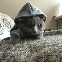 Dogbaby kess-winum и зимний вельверс-грей