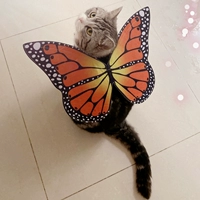 Эта «бабочка» немного толстая и милая домашняя собака кошка трансформируется в крыльях Хэллоуина, чтобы украсить одежду кошки