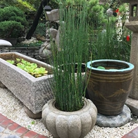 Деревянный вор в горшке -граница с костяной травой из горшка в стиле японского стиля сухой ландшафтный ландшафтный ландшафт трава водные растения легко жить