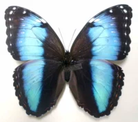 Morpho Helenor Theodorus Женская свежая бабочка показывает