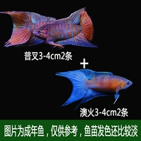 2 Австралийский огонь 3-5 см+2 пузыря 3-5 см [начинающие свитки]