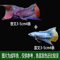 4 Blue Fork 3-5 см+4 Pued Fork 3-5 см [новые перчатки]