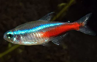 [Murlocity Pier] красные и зеленые огни, рыба небольшая тропическая рыба легкая рыба Аквариум маленькая рыба