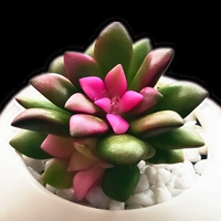 Другие цвета