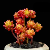 Бело-красные ягоды 3-4 см.