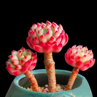 Флуоресцентный зеленый