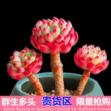 Полигональная старая куча Новое сочное растение зеленые посадки горшечные растения комбинированные комнаты Супер милые сочные мясо без мяса.