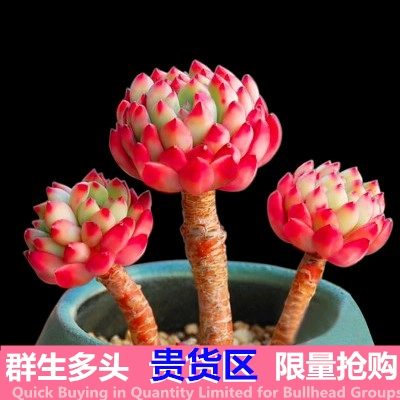 Полигональная старая куча Новое сочное растение зеленые посадки горшечные растения комбинированные комнаты Супер милые сочные мясо без мяса.