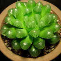 Кристалл Нефритовой Росы 3-4см